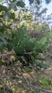 Celtis sinensis var. nervosa (Hemsl.) F. Y. Lu, C. H. Ou, Y. C. Chen, Y. S. Chi, K. C. Lu & Y. H. Tseng的圖片