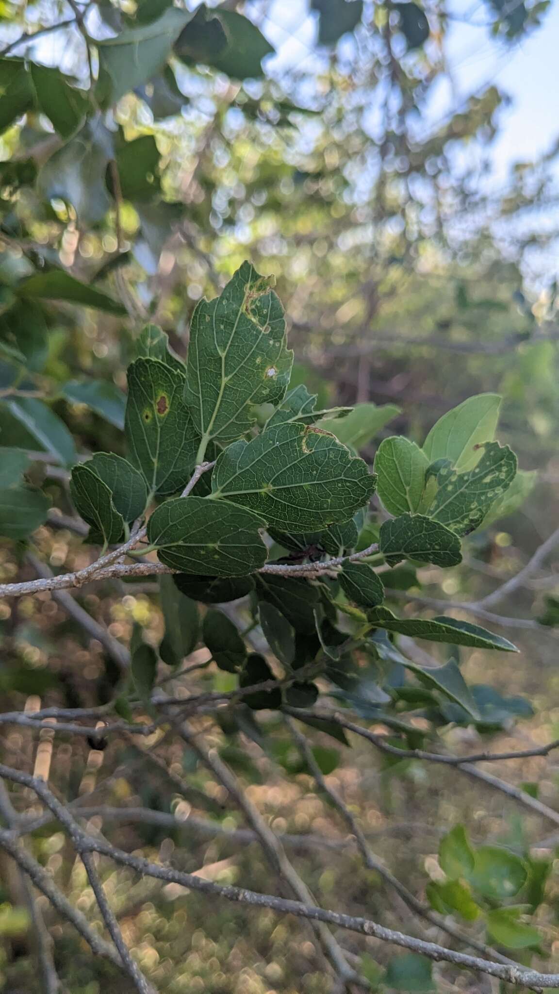 Celtis sinensis var. nervosa (Hemsl.) F. Y. Lu, C. H. Ou, Y. C. Chen, Y. S. Chi, K. C. Lu & Y. H. Tseng的圖片