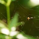 Imagem de Argyrodes flavescens O. Pickard-Cambridge 1880