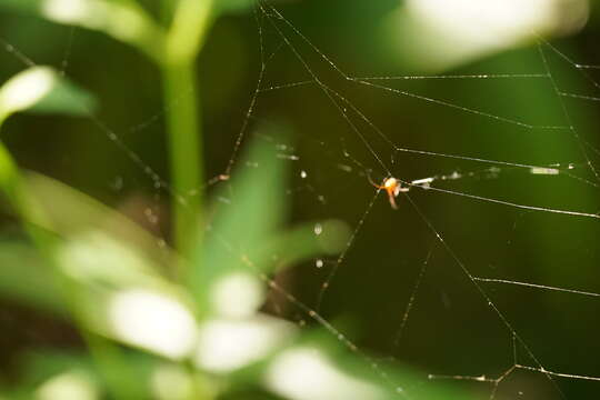 Image of Argyrodes flavescens O. Pickard-Cambridge 1880