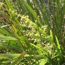 Image of Lomandra hystrix (R. Br.) L. R. Fraser & Vickery