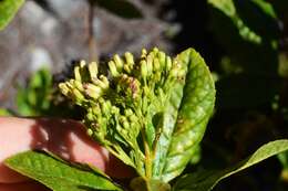 Ageratina illita (Urban) R. King & H. Rob.的圖片