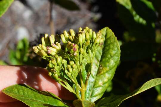 Image of Ageratina illita (Urban) R. King & H. Rob.