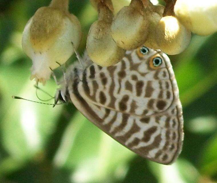 Image of Lang's Short-tailed Blue