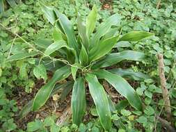 Image of large-leaved dragon tree