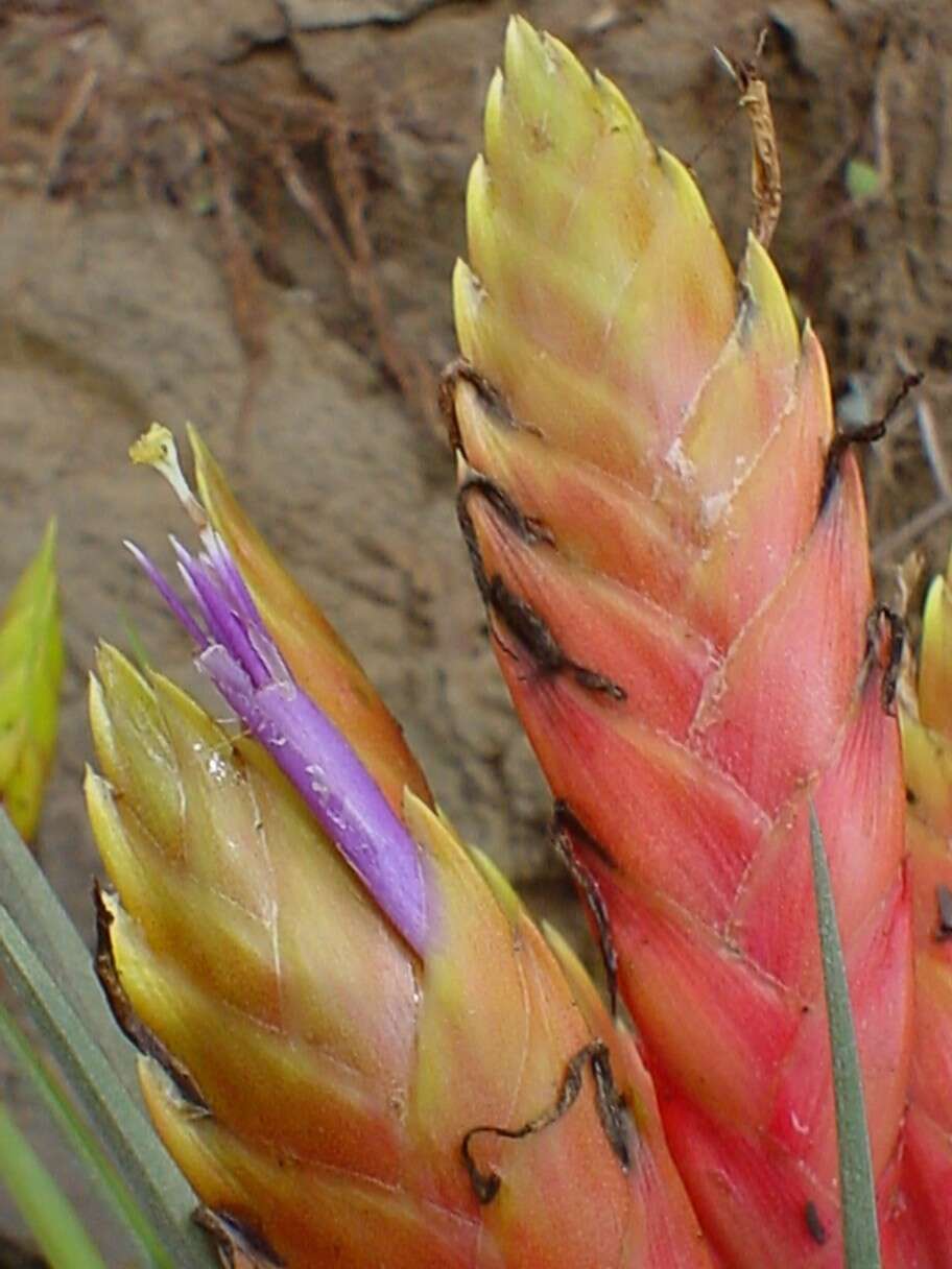 Image of Tillandsia grossispicata Espejo, López-Ferr. & W. Till