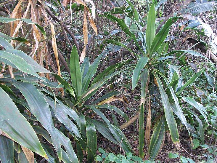 Image of large-leaved dragon tree