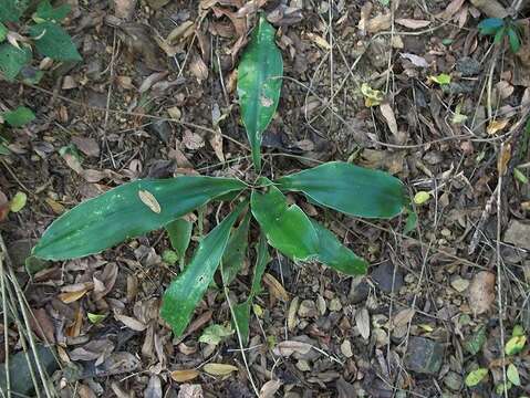 Image of large-leaved dragon tree