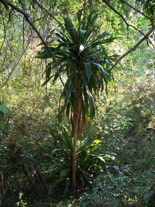 Image of large-leaved dragon tree