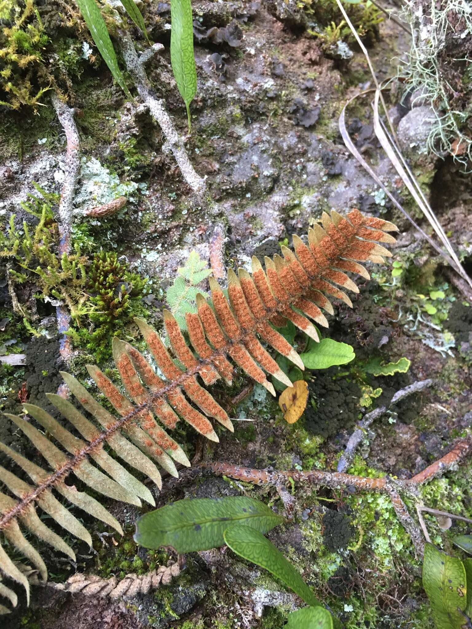 Pleopeltis hirsutissima (Raddi) Sota的圖片