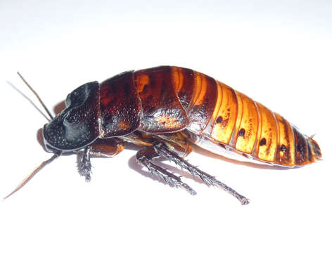 Image of Gromphadorhina