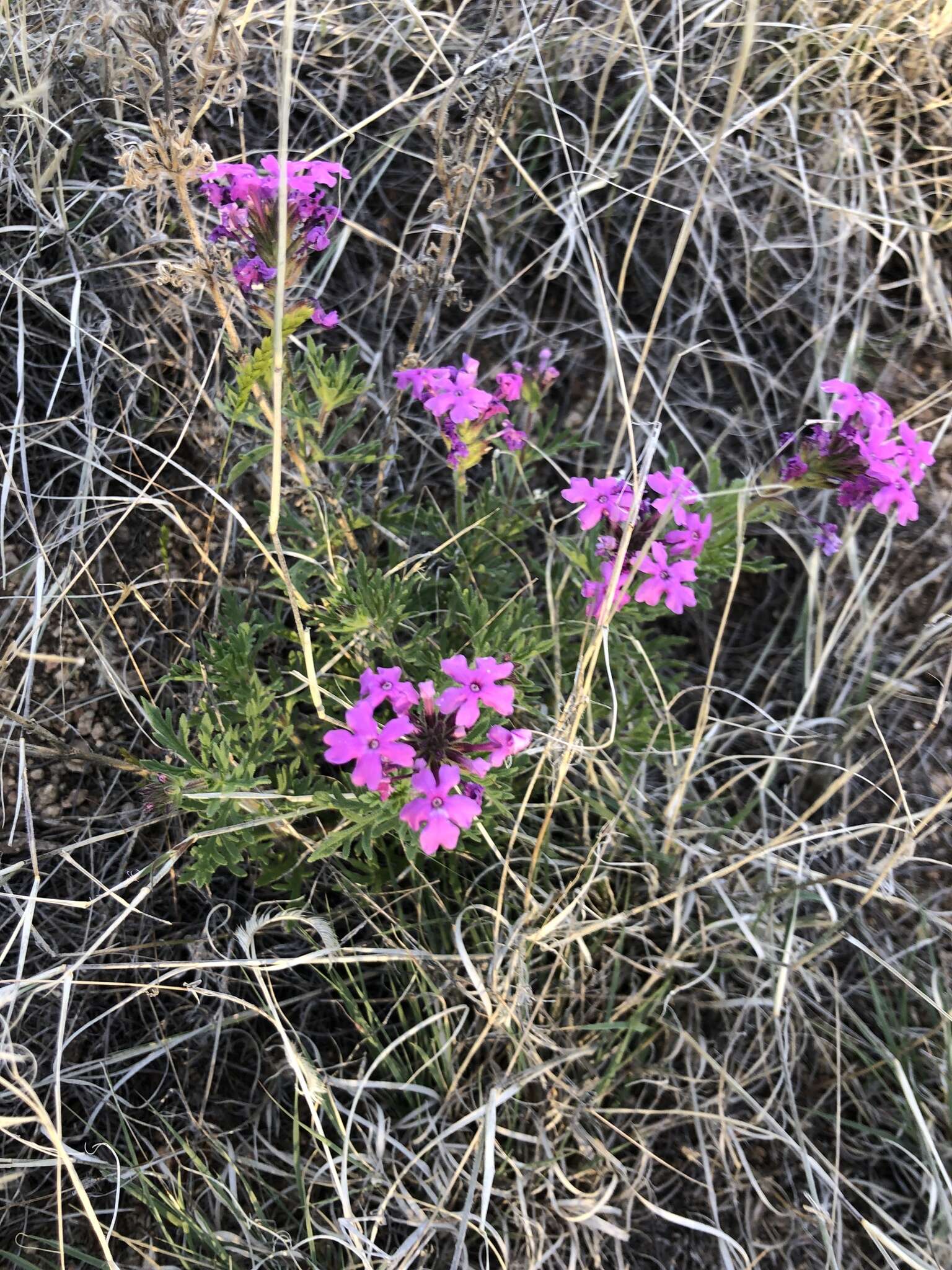 Image of Davis Mountain mock vervain