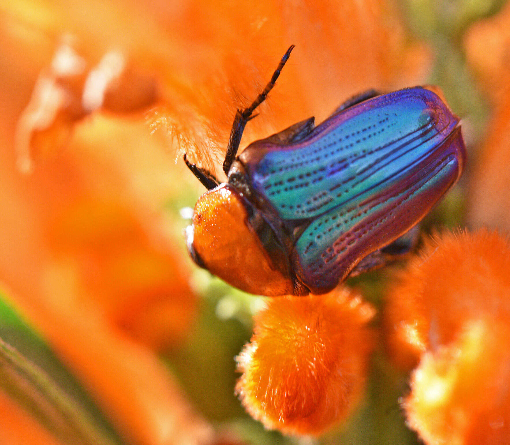 Sivun Leucocelis amethystina (MacLeay 1838) kuva