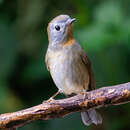 Image of Rufous-gorgeted Flycatcher