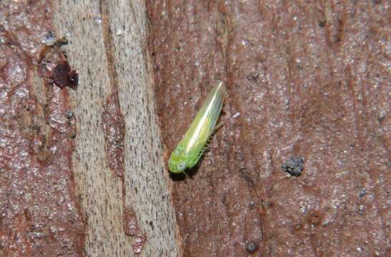 Image of Potato Leafhopper