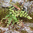 Image of bluntlobe cliff fern
