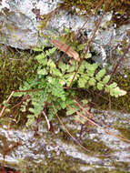 Sivun Woodsia obtusa (Spreng.) Torr. kuva