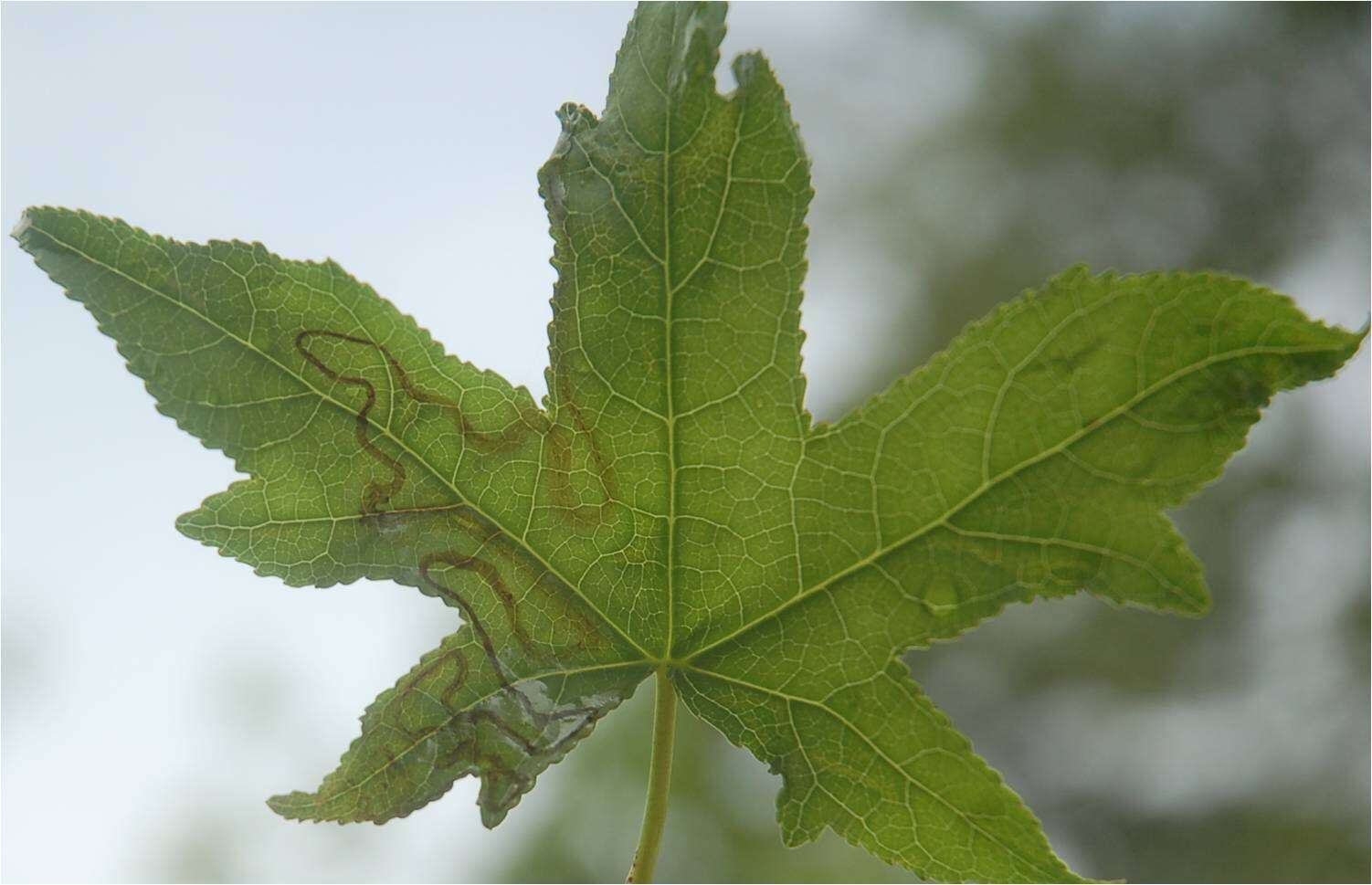 Image of Phyllocnistis liquidambarisella Chambers 1875