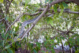 Image of Morelia spilota metcalfei Wells & Wellington 1984