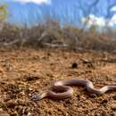 Image of Mallee Black-backed Snake