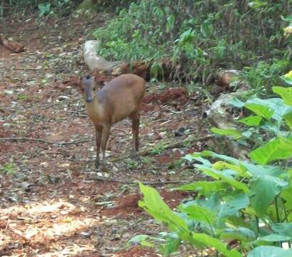 Image of Natal Duiker