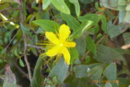 Image of Hypericum hircinum L.