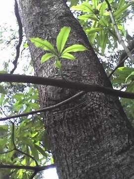 Image of Quinine tree