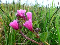 Imagem de Sidalcea malviflora subsp. malviflora