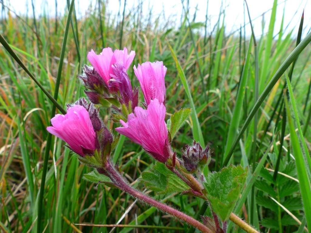 Imagem de Sidalcea malviflora subsp. malviflora