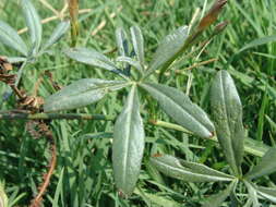 Sivun <i>Ipomoea <i>ternifolia</i></i> var. ternifolia kuva