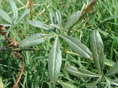 Imagem de <i>Ipomoea <i>ternifolia</i></i> var. ternifolia