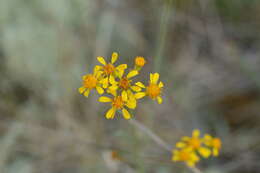 Image of Siskiyou Mountain Groundsel