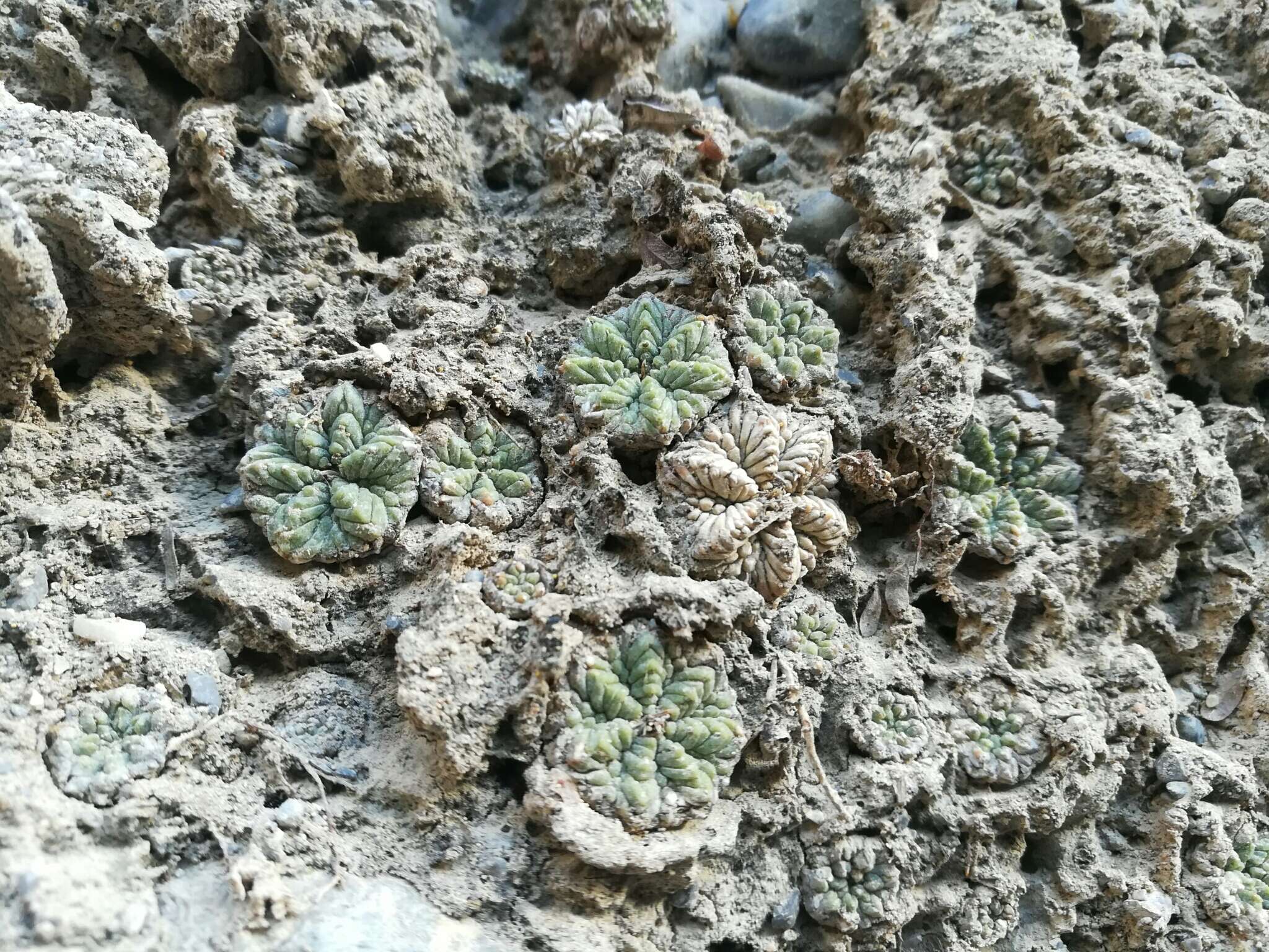 Image of Aztec Cactus