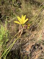 Слика од Bobartia longicyma Gillett