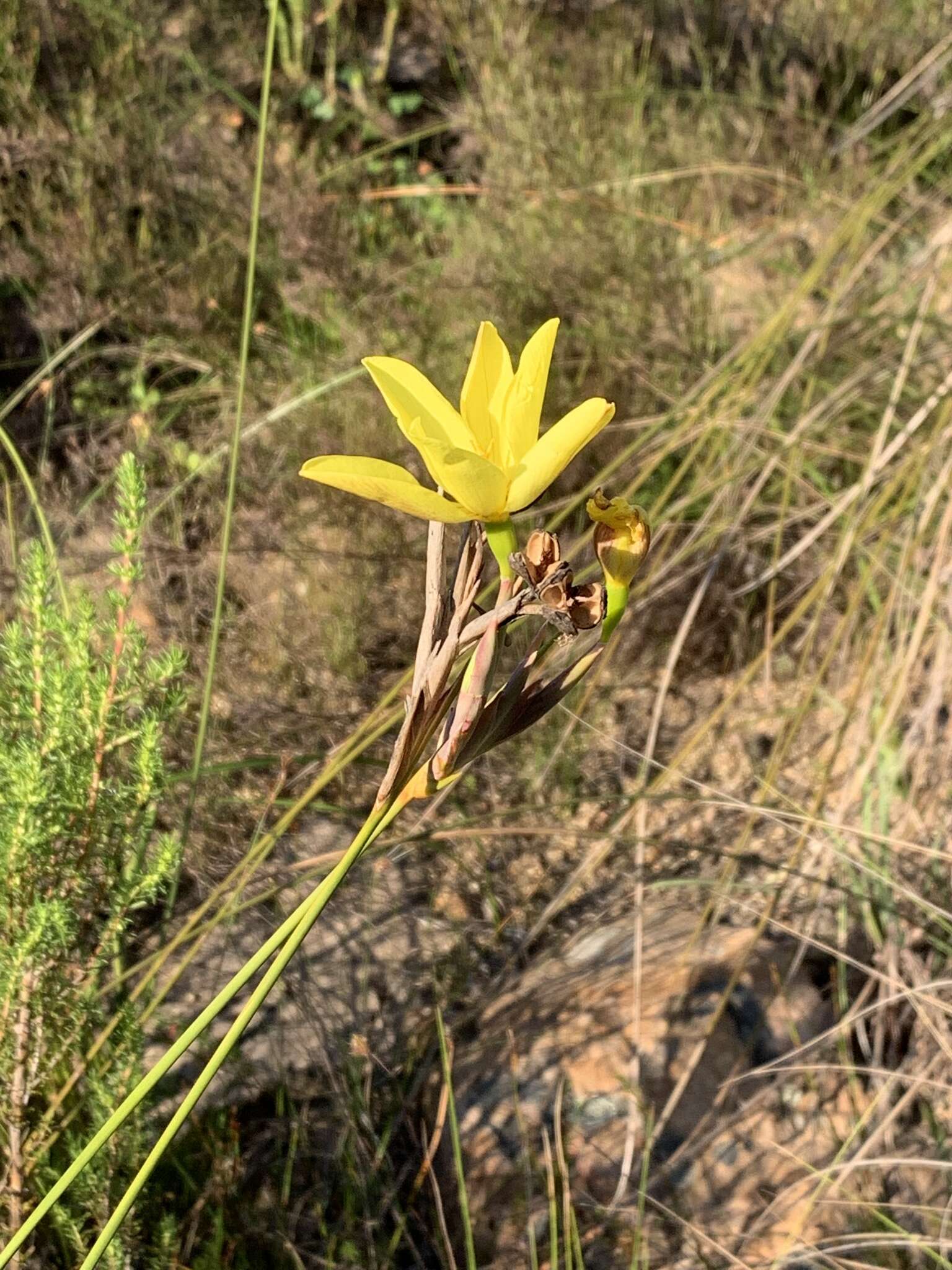 Слика од Bobartia longicyma Gillett