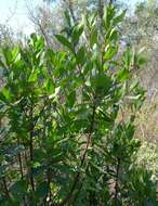 Image of strawberry tree