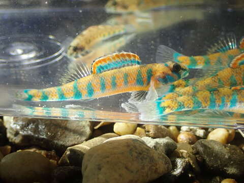 Image of Blueside Darter