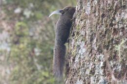 Image of Tufted Pygmy Squirrel