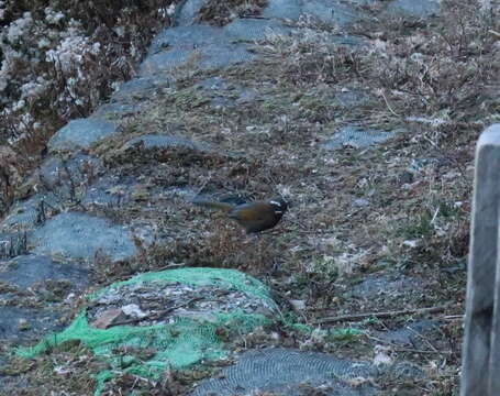 Image of White-whiskered Laughingthrush