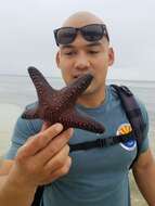 Image of Blunt Arm Sea Star