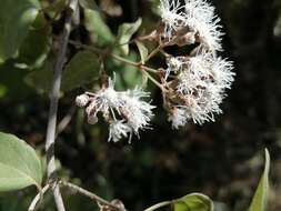 Sivun Chromolaena collina (DC.) R. King & H. Rob. kuva