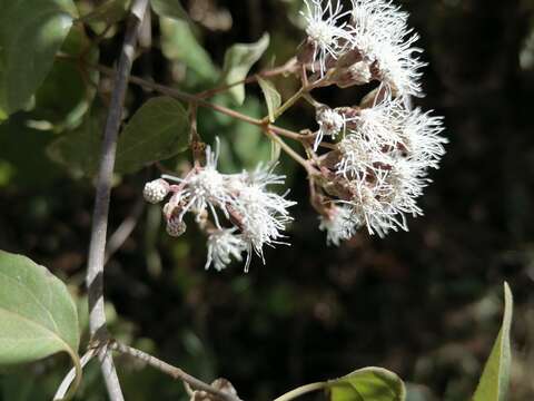 Chromolaena collina (DC.) R. King & H. Rob. resmi