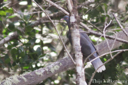 Image de Pigeon des lauriers