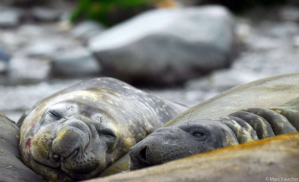 Image of South Atlantic Elephant-seal