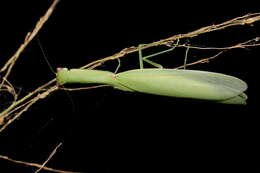 Imagem de Orthodera gracilis Giglio-Tos 1917