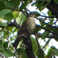 Image of White-throated Robin