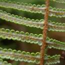 Image of Pouched Coral Fern