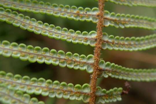 Image of Gleichenia dicarpa R. Br.