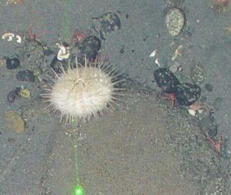 Image of White sea urchin