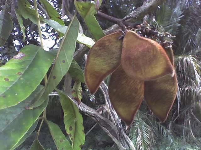 Image de Millettia grandis (E. Mey.) Skeels